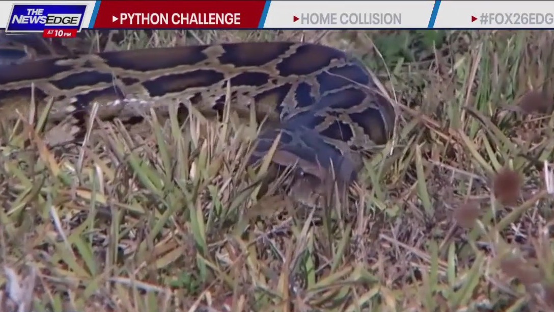 Florida hosting 'Python Challenge'