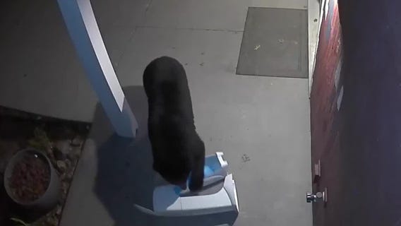 Bear destroys Diaper Genie in Pillager
