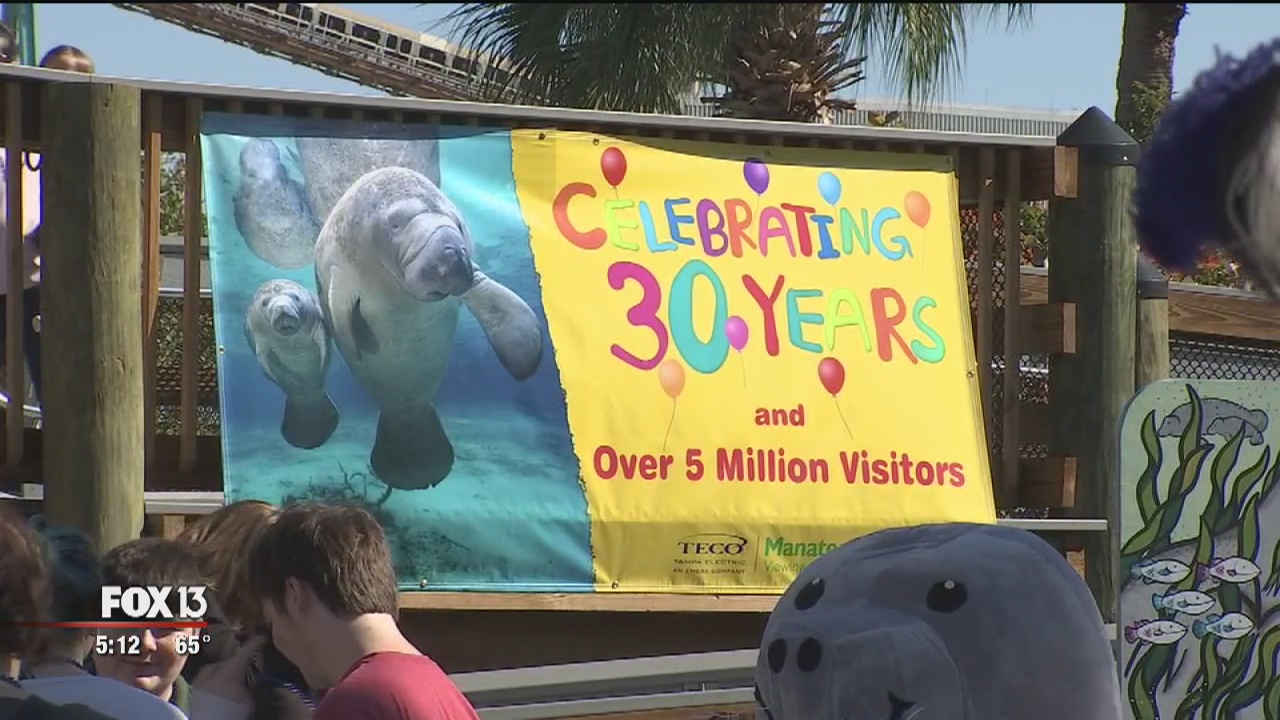 Manatee Viewing Center marks 30 years