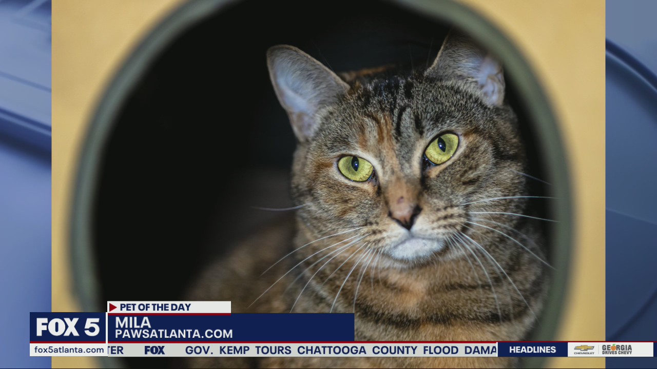 Pet of the Day from Paws Atlanta