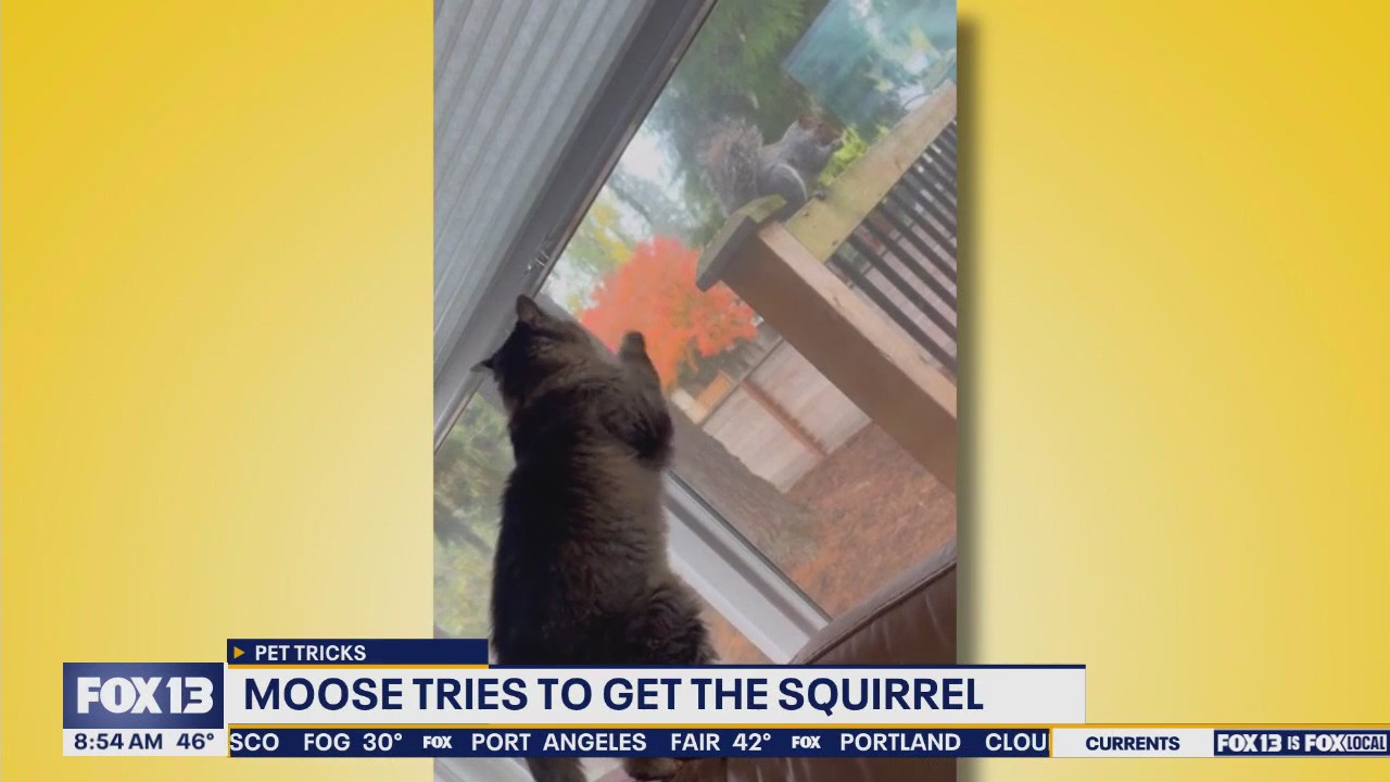 Good Day Pet Tricks for Friday, Oct. 31