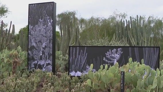 Desert Pulse opens at Desert Botanical Garden