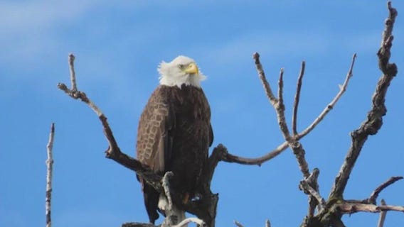 Chicagoans name city's newest mascot: The Irving Park Eagle