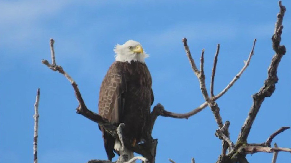 Chicagoans name city's newest mascot: The Irving Park Eagle