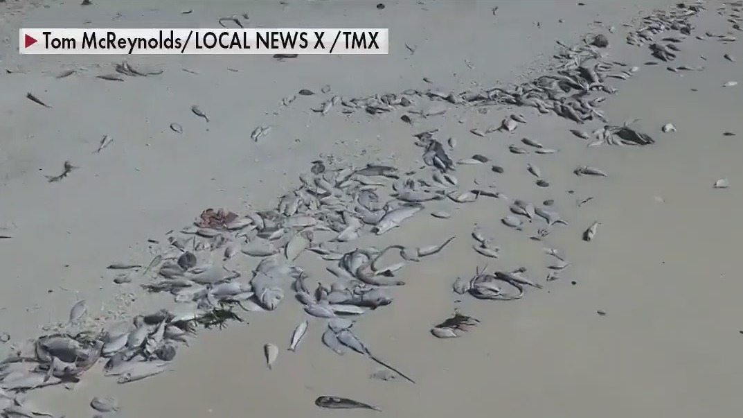 Hurricane making Florida's red tide worse