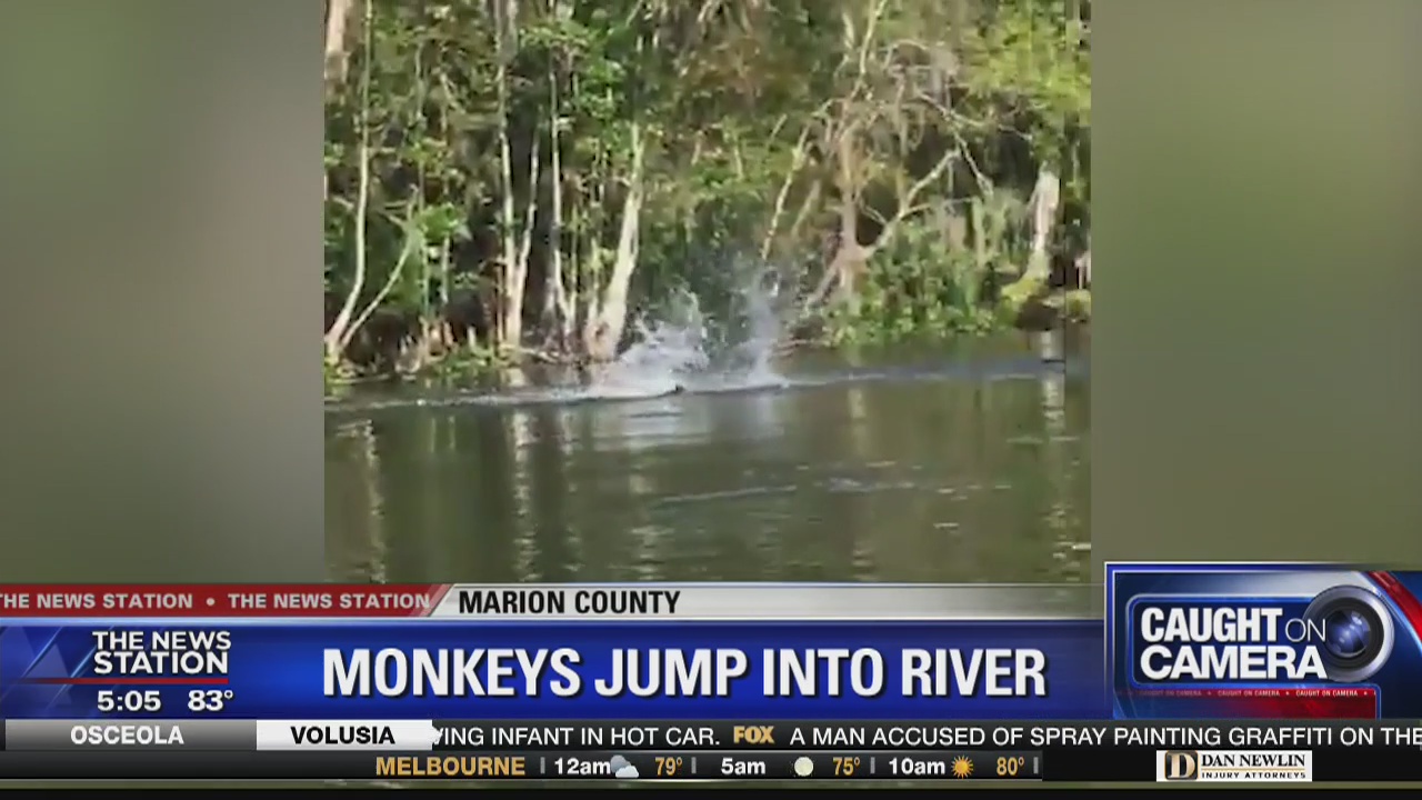 Florida kayakers encounter monkeys diving into river