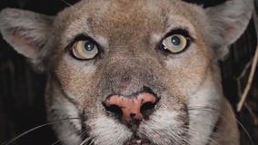 Group looking into permanent memorial for P-22