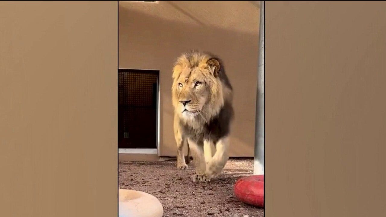 New lion 'Pilipili' arrives at Phoenix Zoo
