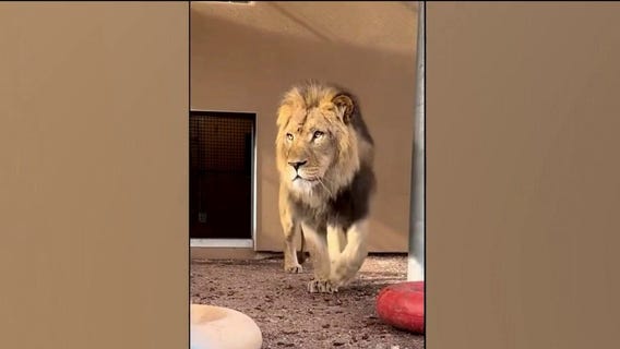 New lion 'Pilipili' arrives at Phoenix Zoo