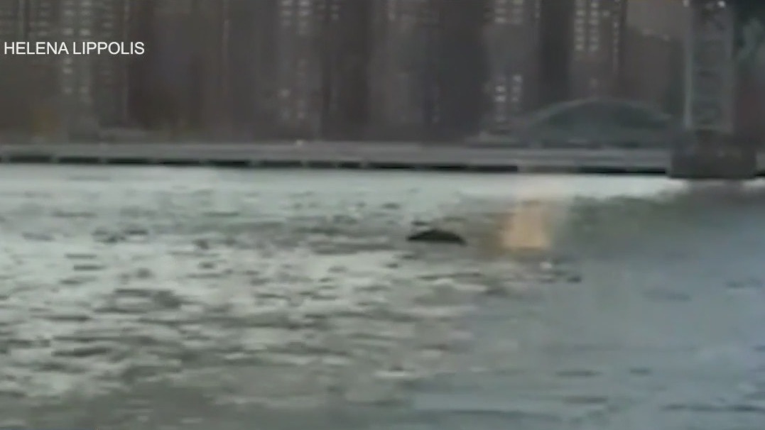 Rare whale sighting in East River