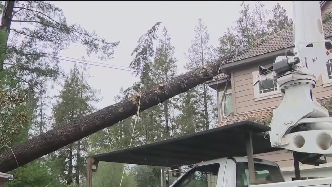 Bay Area storms may leave hidden tree hazards