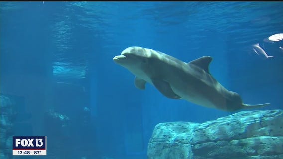 Clearwater Marine Aquarium expands during pandemic
