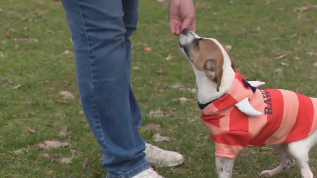 Michigan puppy recovers after surviving horrific case of abuse