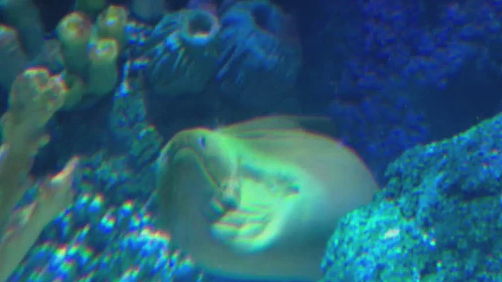 Go inside aquarium at American Dream