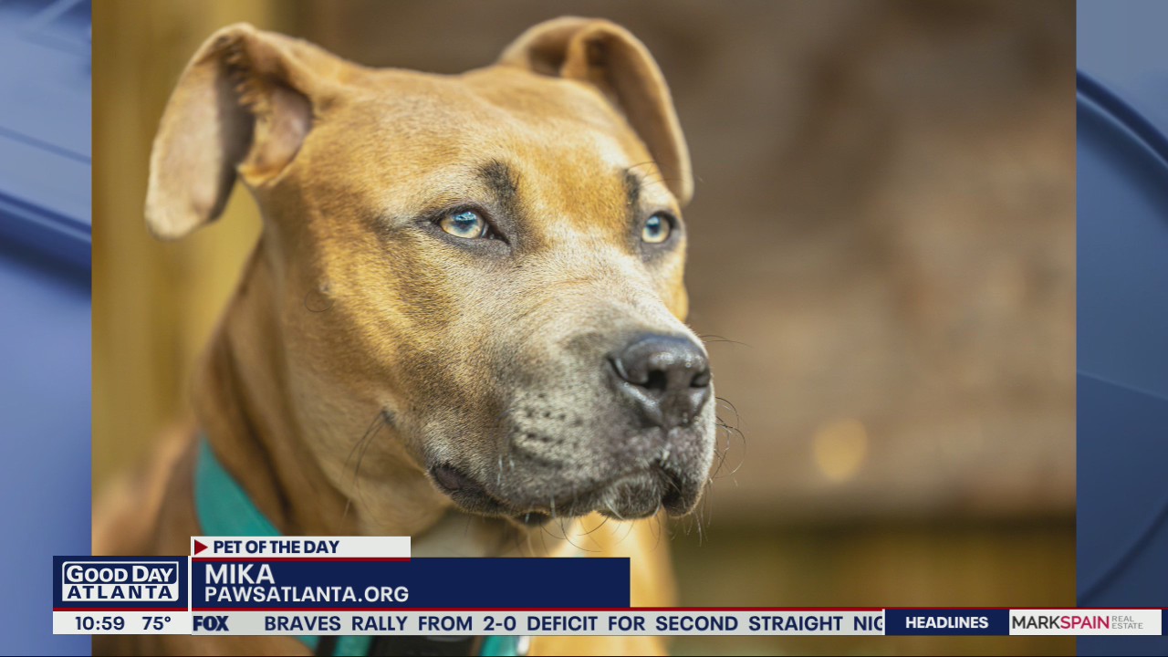 Pet of the Day from Paws Atlanta