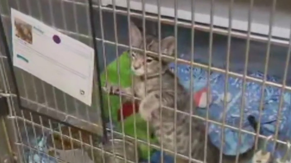 OC Animal Care making pet adoptions easier