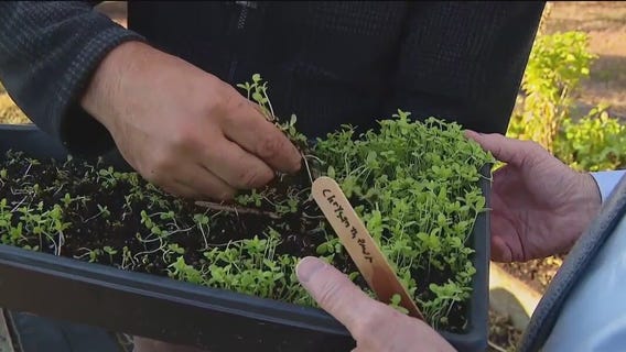 Transplanting your garden