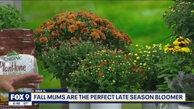 Mums the word! Caring for fall mums with Garden Guy Dale K