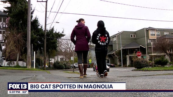 Bobcat or cougar? Magnolia residents report close call with wild cat