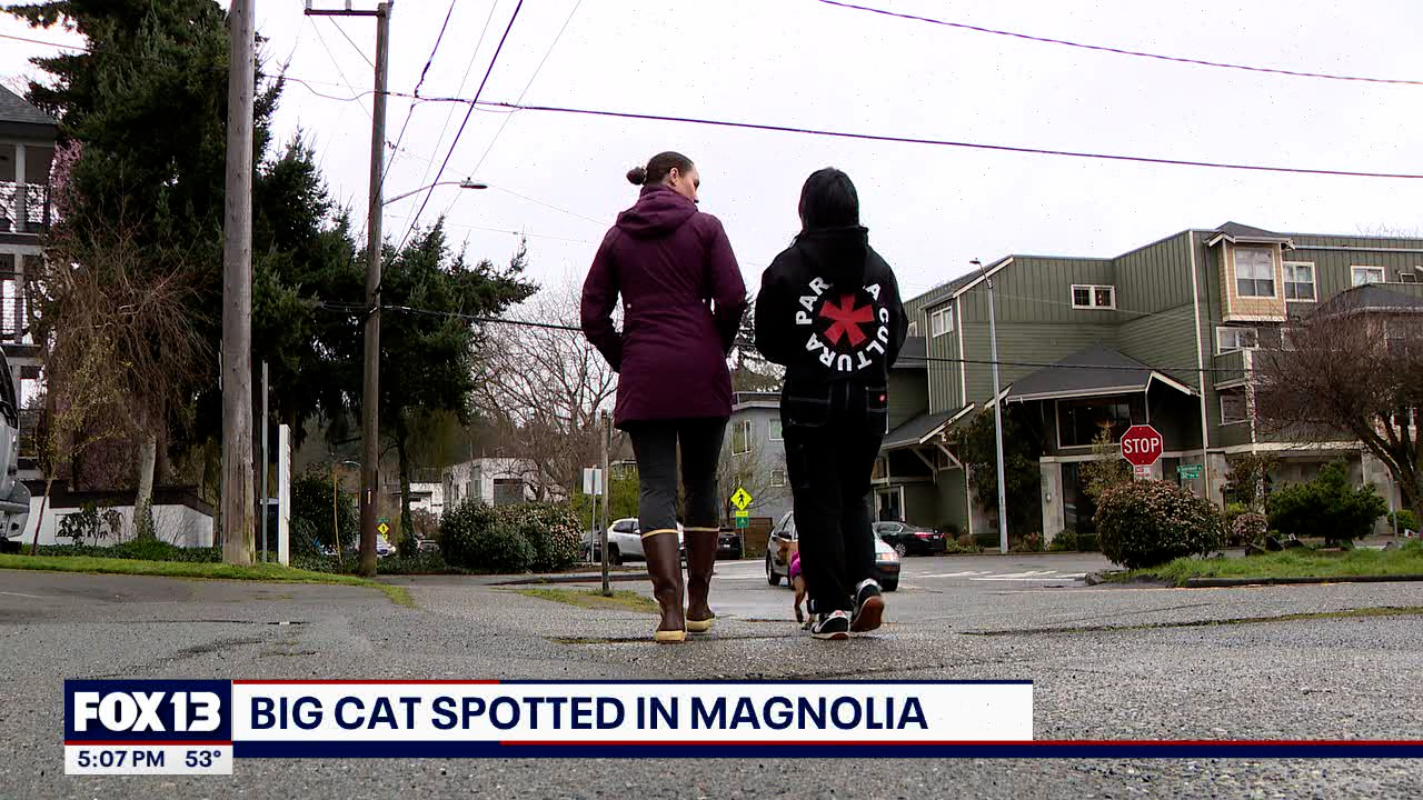 Bobcat or cougar? Magnolia residents report close call with wild cat