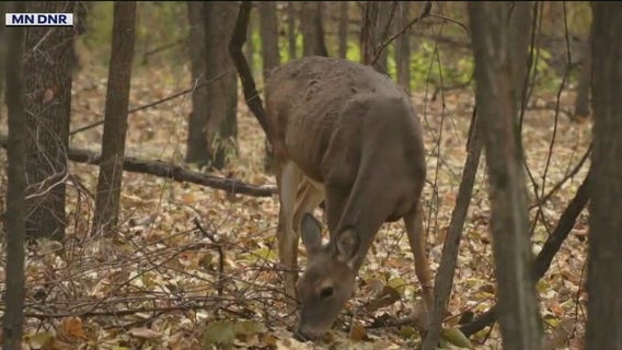 Changes for MN deer hunting season