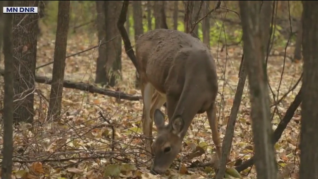 Changes for MN deer hunting season