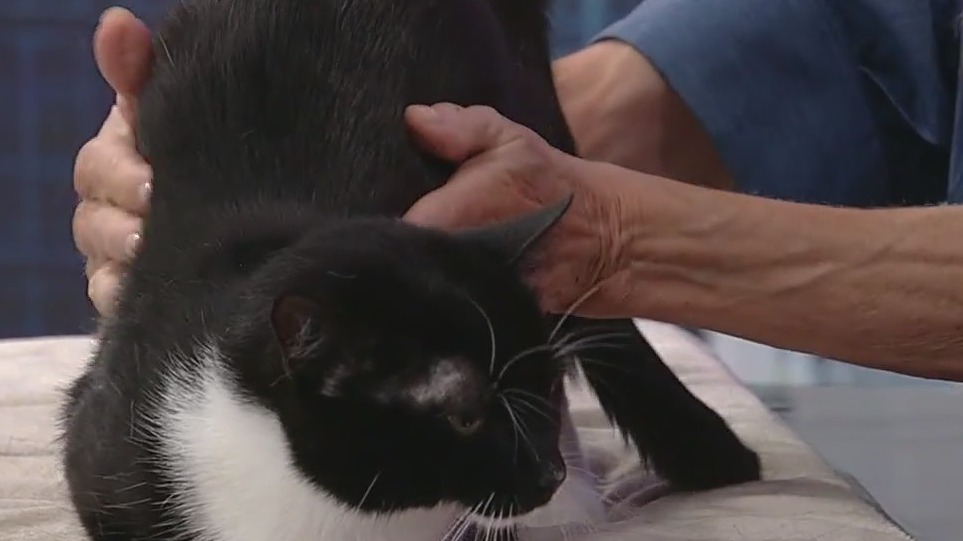 Meet GDA's pet of the day: Sky