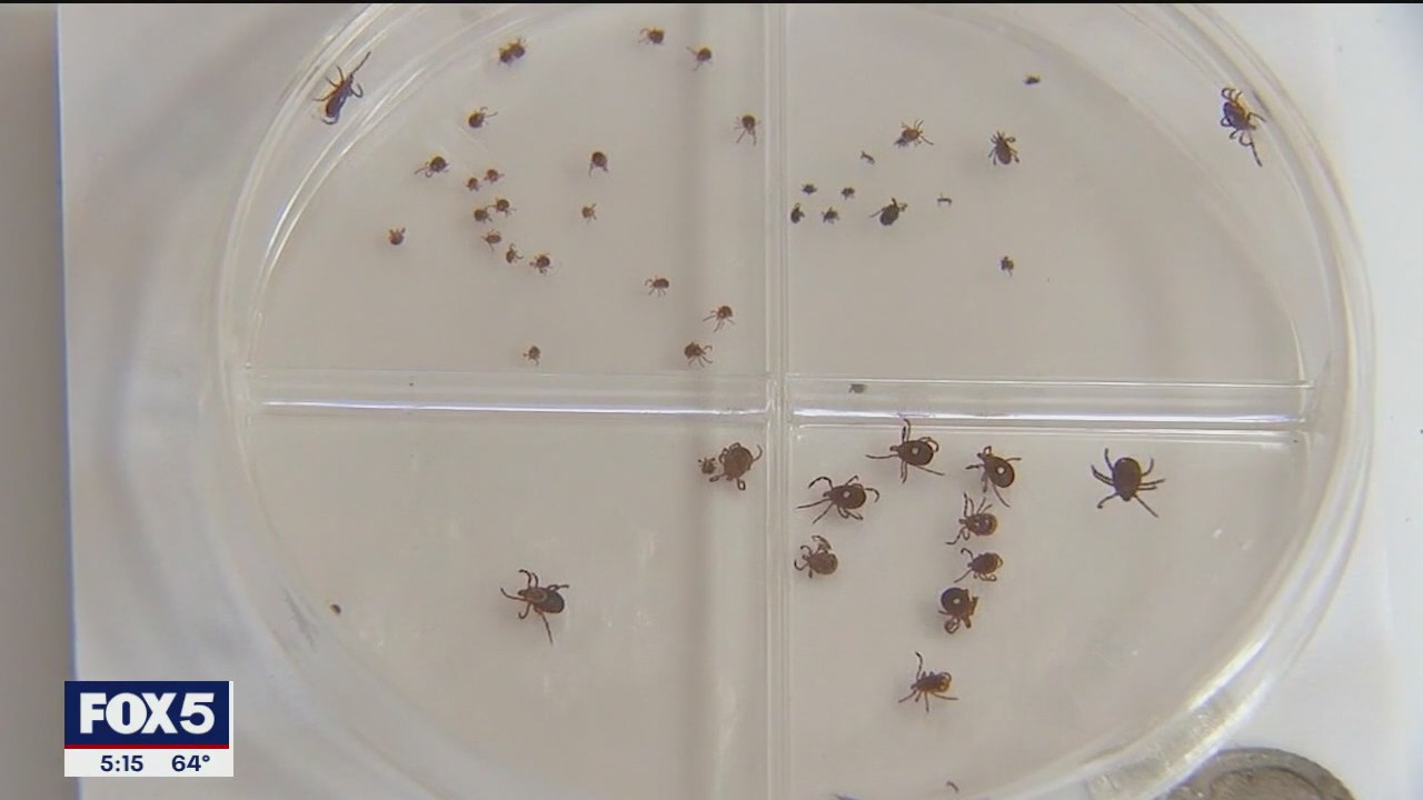 How Long Islanders can protect their pets from a tick invasion
