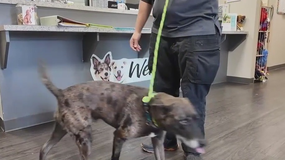 Couple charged for abandoning their dog to go to Hawaii