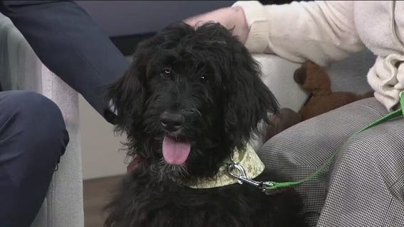 Meet FOX 13's Pet of the Week: Pria