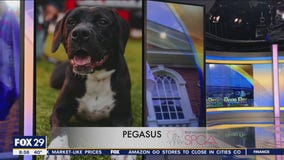 FurEver Home: SPCA has plenty of pups looking for their FurEver homes