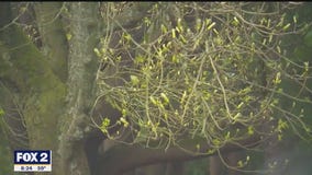 The Doctor Is In:  Dealing with Spring Allergies