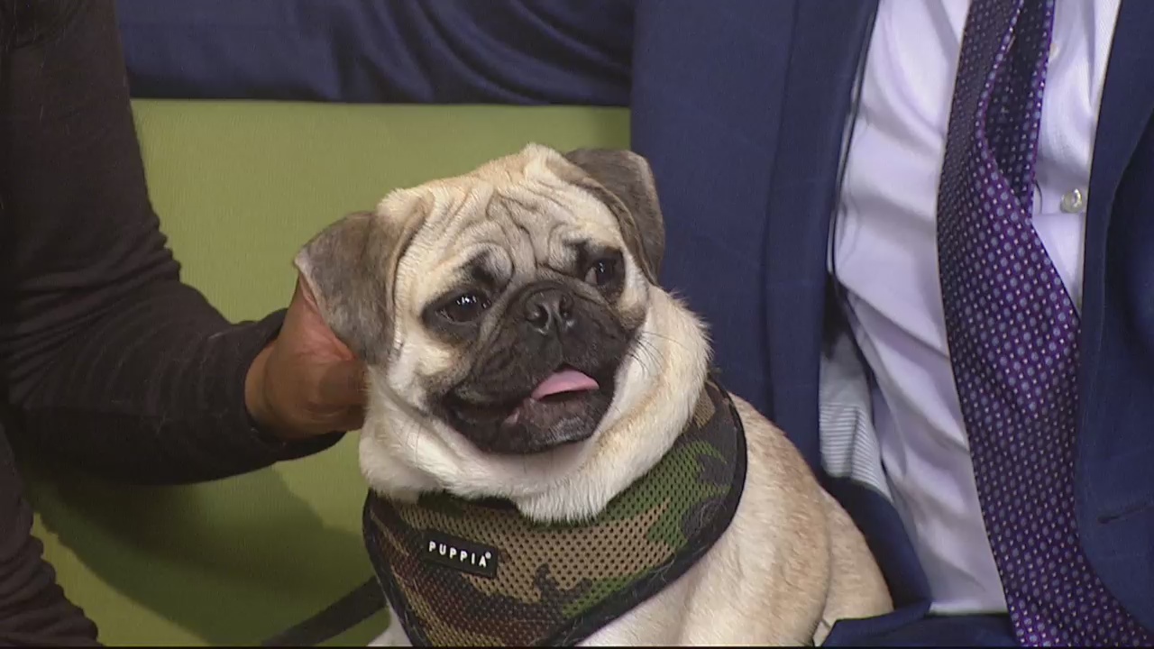 How to help your pet slim down in the New Year