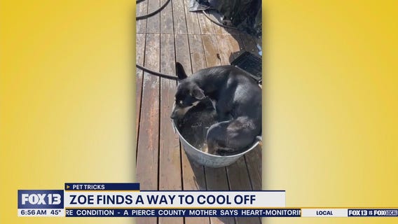 Pet Tricks for Wednesday, November 26