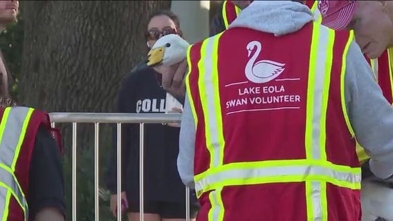 Orland holds annual swan roundup