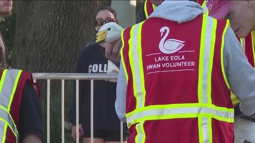 Orland holds annual swan roundup