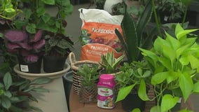 Easy-care houseplants for the summer