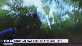 Watch: Woodinville owl steals hat from runner on Paradise Valley Trail