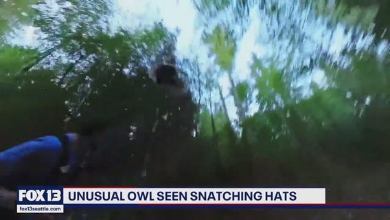 Watch: Woodinville owl steals hat from runner on Paradise Valley Trail