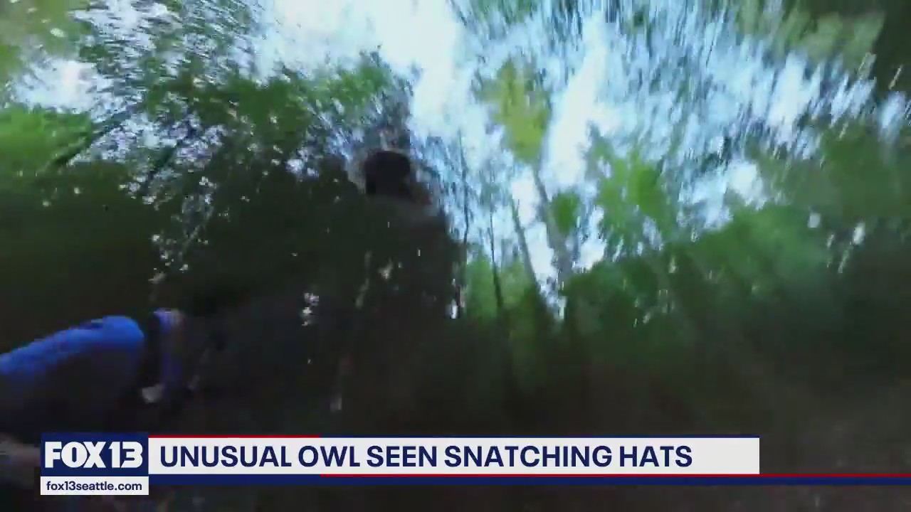 Watch: Woodinville owl steals hat from runner on Paradise Valley Trail