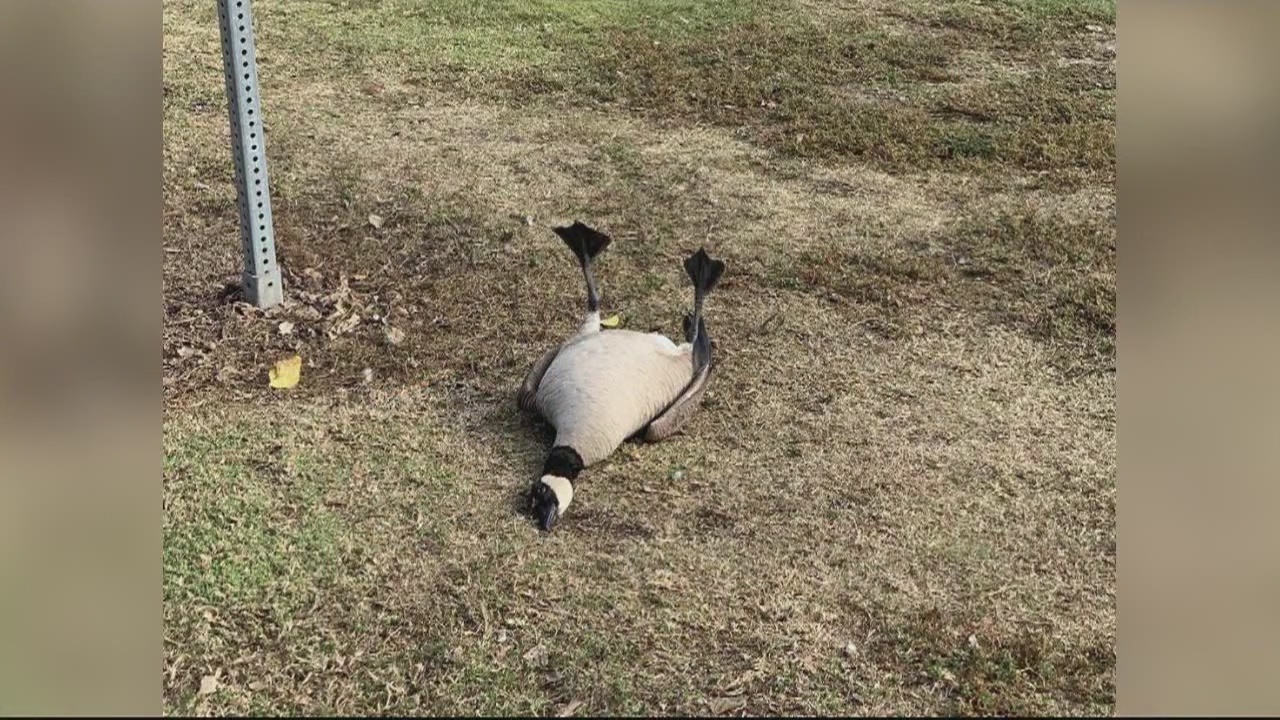 Birds poisoned by prescription meds