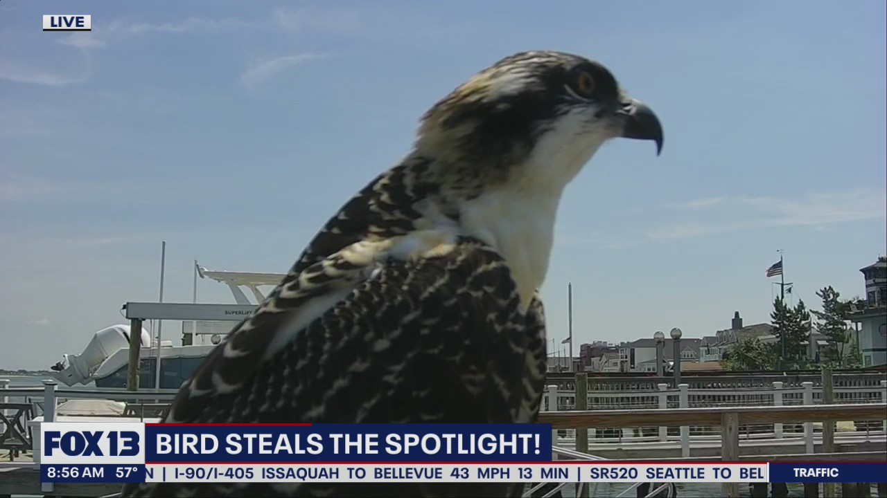 A bird of prey takes the spotlight from a scenic camera in Long Beach, New York