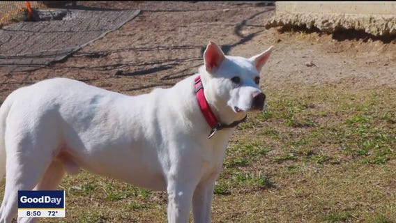 Dog of the Day: Tate