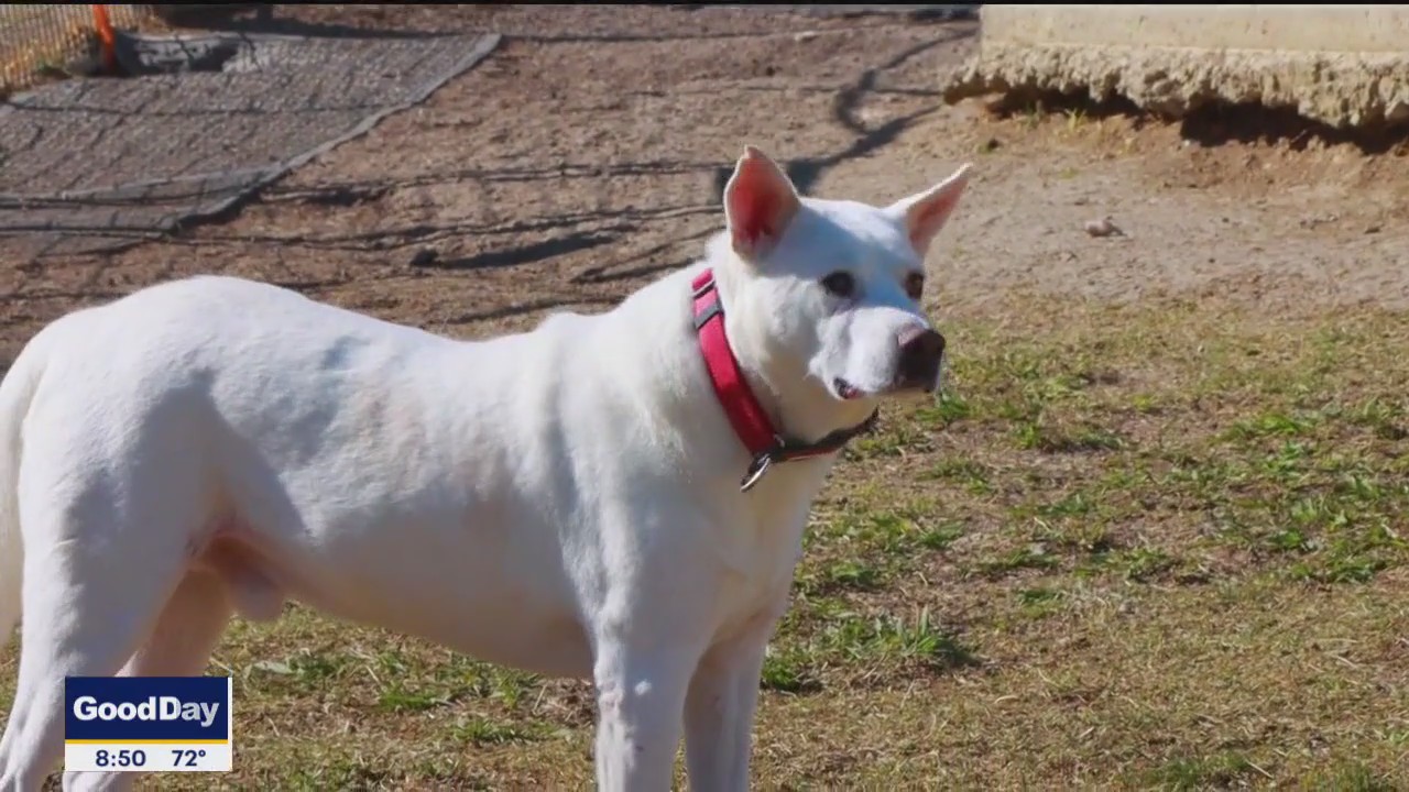 Dog of the Day: Tate