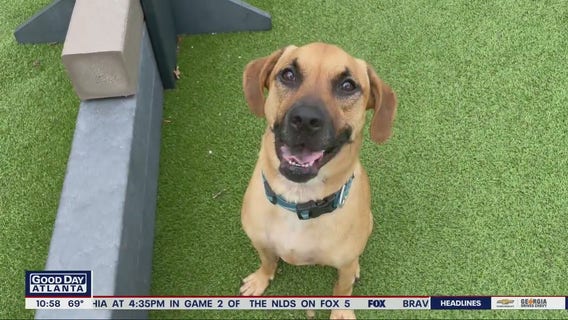 Pet of the Day with Humane Society of NE Georgia