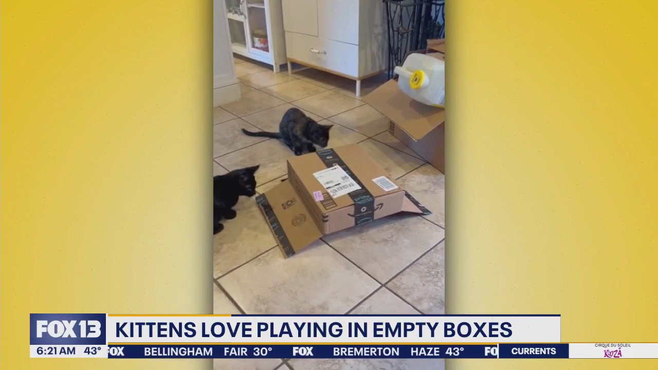 Pet Tricks from Thursday, March 6