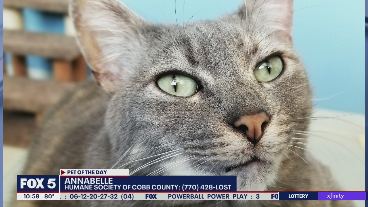 Pet of the Day from the Humane Center of Cobb County