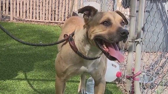 Three-legged dogs in Maricopa County searching for forever homes