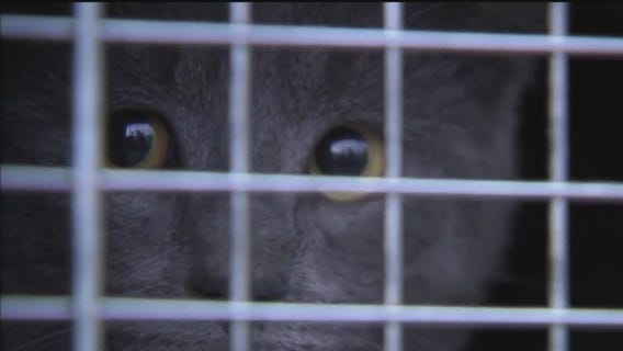 Detroit Animal Welfare Group fights with DNR to keep license