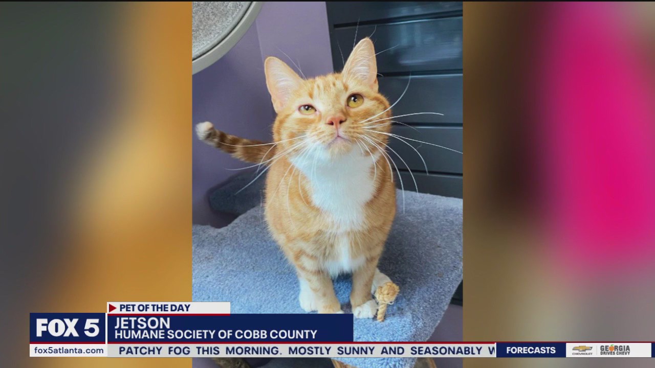 Pet of the Day from the Humane Society of Cobb County | FOX 5 Atlanta